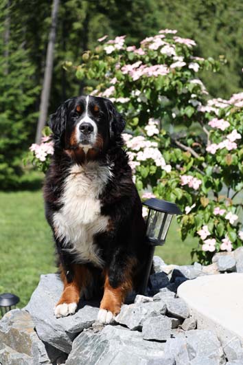 Darby5